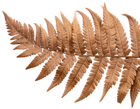 Pressed Fern Leaf Bookmark, isolated PNG