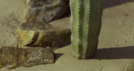 A green cactus grows in sandy terrain surrounded by rocks under bright sunlight. The environment showcases a dry and arid desert landscape, highlighting the resilience of plant life.