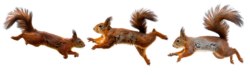 Obraz premium Sat Running Squirrel in Side View Motion, isolated on transparent background PNG
