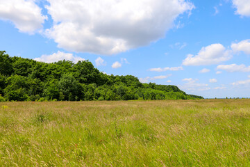 A wide green field, covered with tall grass and flowers, borders a dense forest on the horizon. The endless blue sky with fluffy white clouds gives this summer landscape a sense of peace and harmony.