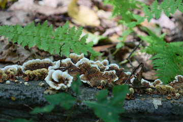 ​A bracket fungus with intricate patterns and wavy edges growing on a fallen tree trunk. This part of the forest ecosystem is enriched with decomposing ferns and moss, showcasing the natural beauty of