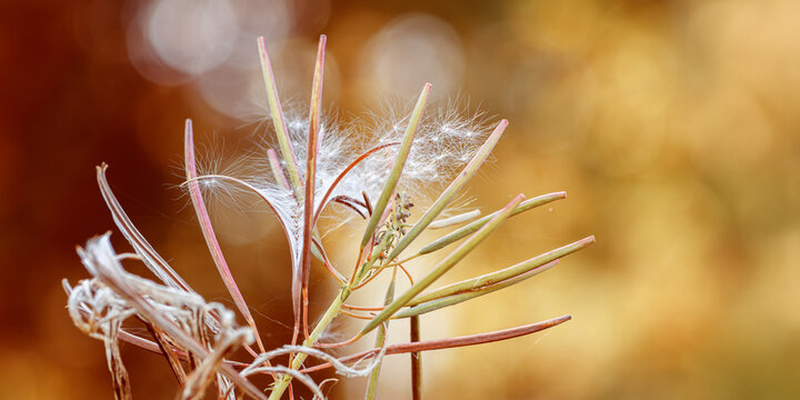Natural Dry wild fireweed grass at sunlight with fluffy white seeds in autumn, meadow herb, field flower. Aesthetic autumn macro photo, fall blur background, warm autumnal color banner with copy space
