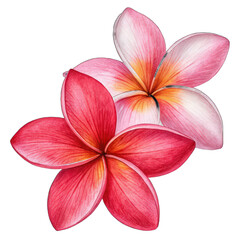 Plumeria Frangipani Flowers Red and Pink Isolated Close-Up on Transparent Background PNG Botanical Floral Image