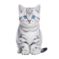 Obraz premium Adorable domestic cat with striking blue eyes and soft silver fur, sitting gracefully against a clean background