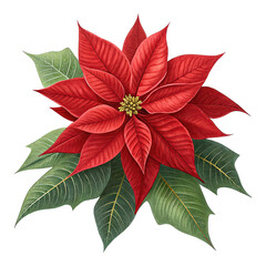 Christmas banner with red poinsettia flower isolated on transparent background, festive holiday decoration, seasonal floral design, vibrant red petals, elegant Christmas plant illustration