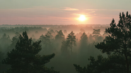 Obraz premium Serene sunrise over misty forest landscape, with tall trees silhouetted against soft light. atmosphere is tranquil, evoking sense of peace and connection with nature