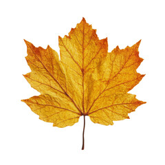 Obraz premium A single, textured golden yellow and orange maple leaf from the autumn season, isolated on a clean white background.