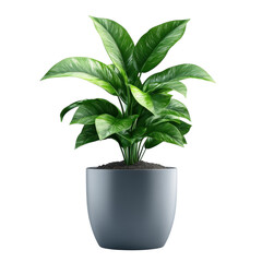 Vibrant peace lily plant in a modern gray pot adding a touch of nature and tranquility to any interior space with its lush green foliage and sleek design on transparent background