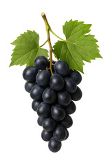 Fototapeta premium black grapes isolated on white background