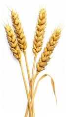 Golden wheat stalks, ripe and ready for harvest, are beautifully isolated against a stark white backdrop, showcasing their texture and form