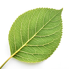 a single green leave with details isolated on white background