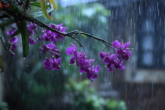 Rain-soaked purple orchids on a branch, blurred background