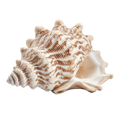 Obraz premium Beautifully Detailed Shell in Natural Light on a White Background, Perfect for Marine Life Inspiration and Decor
