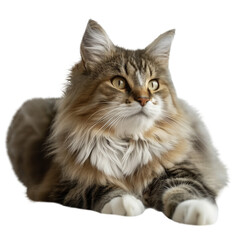Obraz premium Long haired cat lying down