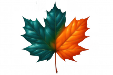 Maple leaf transitioning between green and orange hues, representing seasonal change on isolated transparent backdrop