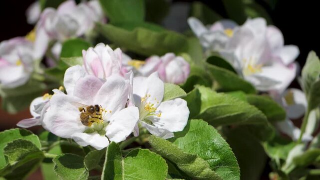In garden honey bee is perched on apple tree. Tree is in full bloom and green leaves. Perfect representation of spring flowers. Springtime. Bees tirelessly working to pollinate apple blossoms
