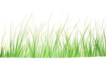 Obraz premium Grass plant green lawn.