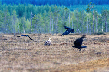 White-tailed eagle sitting on a bog with a flock of Flying Ravens