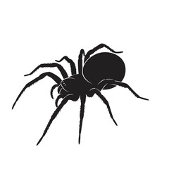 spider isolated on white background