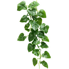 Lush Green Vine Isolated on Black Background, isolated on a transparent background