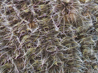 Caterpillars cling to trees in the forest.