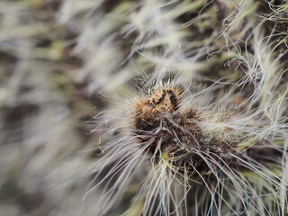 Caterpillars cling to trees in the forest.