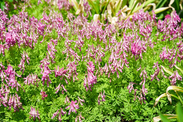 Cluster of pink Corydalis solida flowers blooming in spring, with delicate tubular petals and green...
