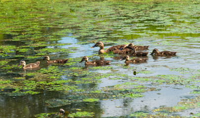 Mother duck swims with her ducklings across a pond covered with green aquatic plants under bright summer sunlight.