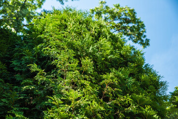 Thuja occidentalis tree standing tall against clear blue sky, evergreen conifer symbolizing strength, endurance, and natural landscape beauty.