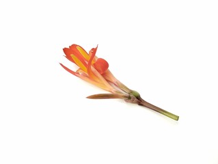 Canna lily flower (Canna indica) isolated on white background. Botanical photography for creative 