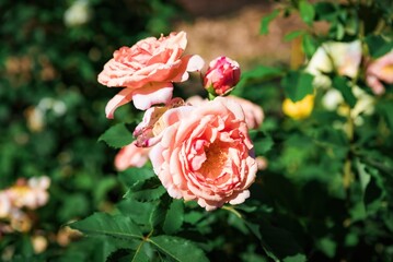 Blooming rose Sonnenwelt with vibrant petals in the garden, close-up of fresh flower showing natural beauty and elegance in summer season.