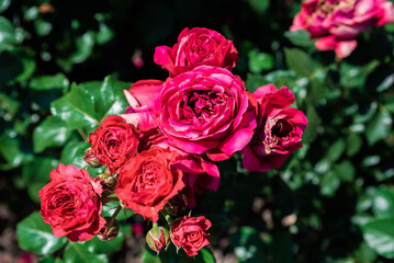 Bright pink fuchsia Eric Tabarly climbing roses blooming in clusters under summer sun, lush and vivid, showcasing French horticultural elegance.