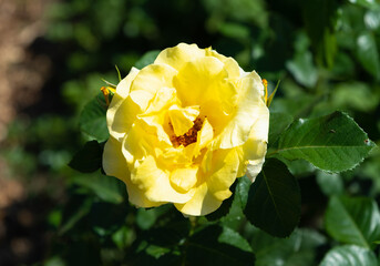 Single Graham Thomas English rose blooming with rich yellow petals, close-up of elegant flower in summer garden, natural beauty in focus.
