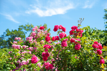 Lush magenta-pink rose clusters against a sunny blue sky, showcasing vibrant contrast and natural beauty in bloom