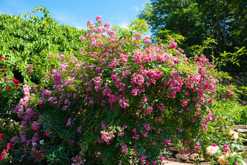 Full Watburg rambler rose bush with masses of pink flowers blooming against blue sky, lush foliage and radiant summer light creating vibrant scene.