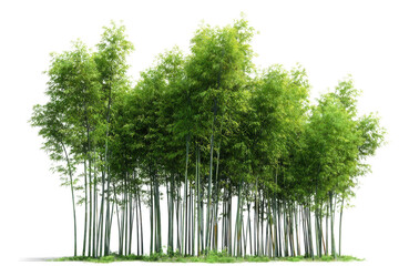 Obraz premium Dense bamboo grove with light green leaves isolated on transparent background for design use