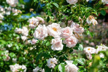 Close-up of a blooming branch of New Dawn Roses from the Large Flowered Climber group, delicate pink petals in a summer garden captured in sunlight.