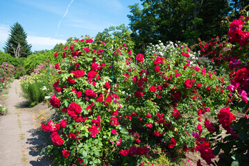 Large bush of blooming Flammentanz Roses from the Large Flowered Climber group with vibrant red petals against blue sky in a summer garden.