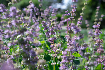 Violet flowers of Nepeta grandiflora bloom in summer sunlight. Tall stems, lush foliage, and soft focus create a serene natural garden scene.