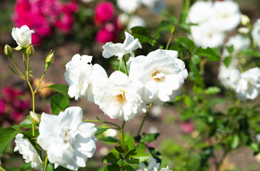 Horizontal view of blooming Iceberg Roses from the Floribunda group, elegant white petals and lush blossoms in a vibrant summer garden.