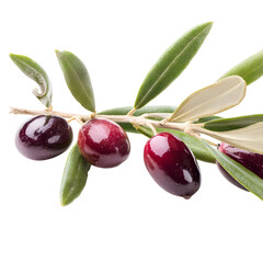 Ripe olives on a branch against a black backdrop emphasizing natural beauty