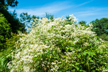 Clematis hexapetala shrub branches with white blossoms blooming against blue sky, graceful flowers and fresh green leaves in bright summer light.