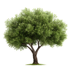 Olive Tree on Black Background: A Symbol of Peace and Mediterranean Beauty