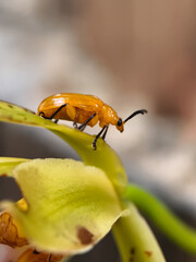 Orange Beetle Feeds on Damaged Yellow Orchid Petal