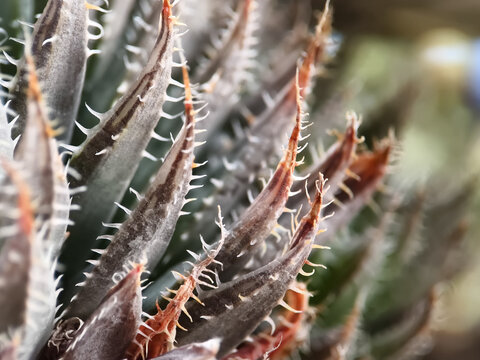 Macro Shot of Gasteraloe Succulent with Spines