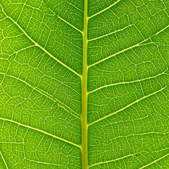 Obraz premium Detailed close-up of a leaf's intricate vein structure