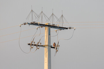 Electricity tower with bird deterrents and a Common Buzzard perched on it. Buteo buteo.
