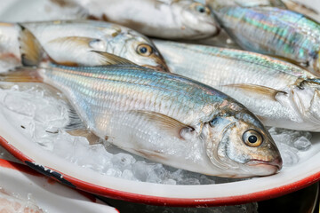 iced fish in seafood market concept pescado congelado en un mercado de marisco. poisson glac&eacute; dans un concept de march&eacute; aux fruits de mer balık