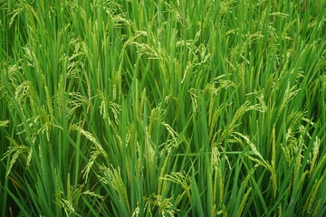 rice field
