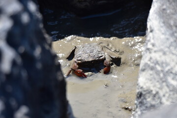  沼に佇むサワガニ